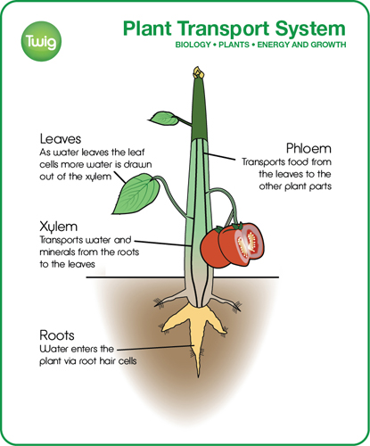 coffee arabica indoor plant Coffea arabica, "Coffee Plant"  Glasswing