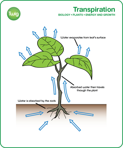 classifying plants Classification of Plants & Fungi Poster – UsefulCharts main image 1