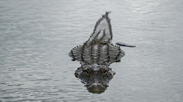 An alligator lurks in the water