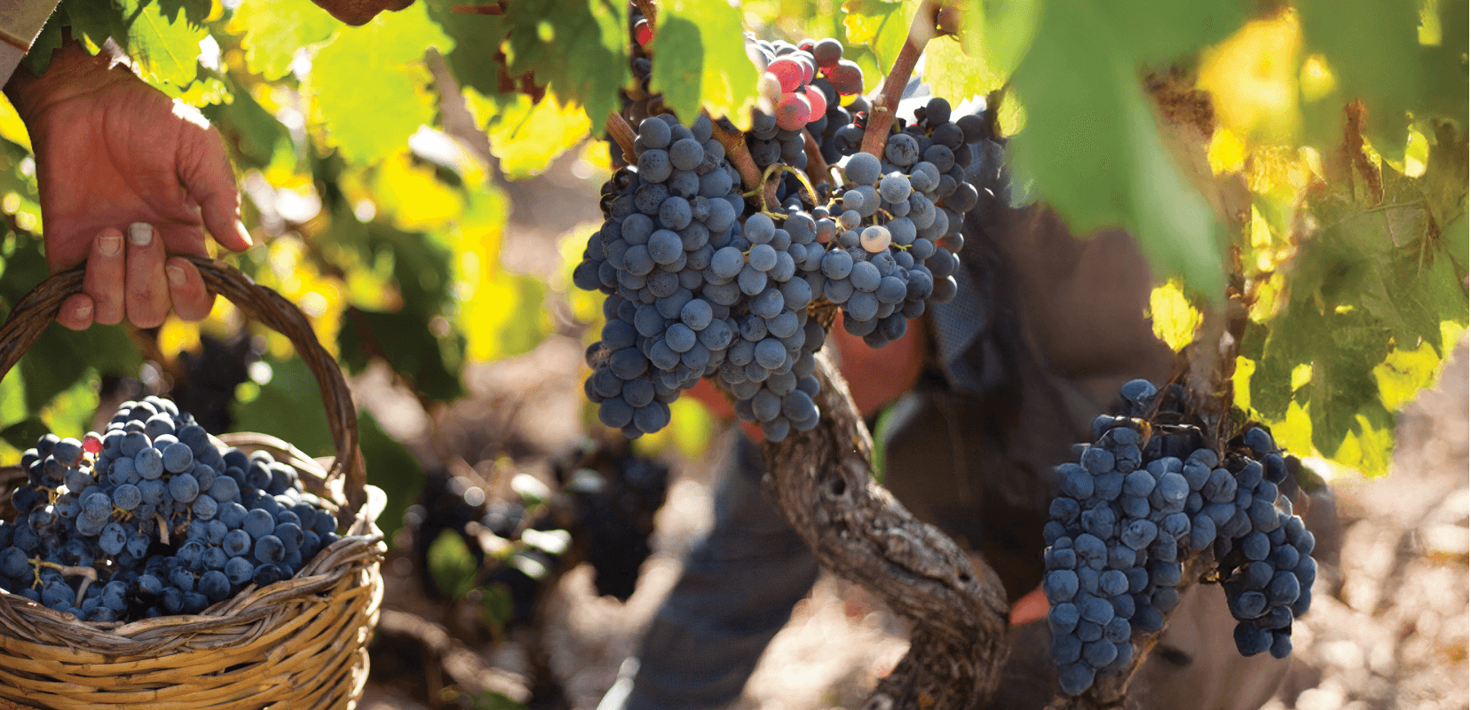 Great-Vintage Reds