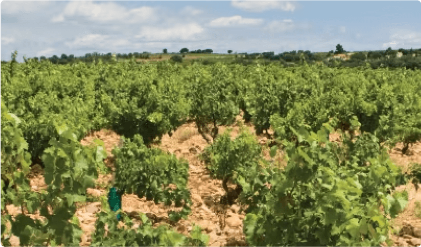 Vineyard Partners Chateau Sixtine