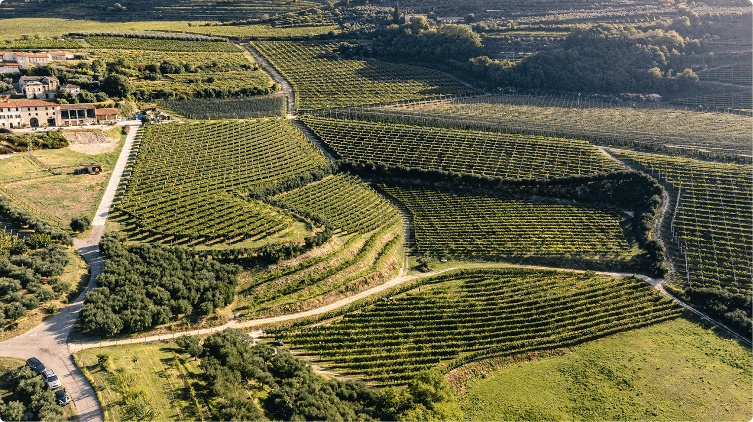 A “Golden” land for grape growing
