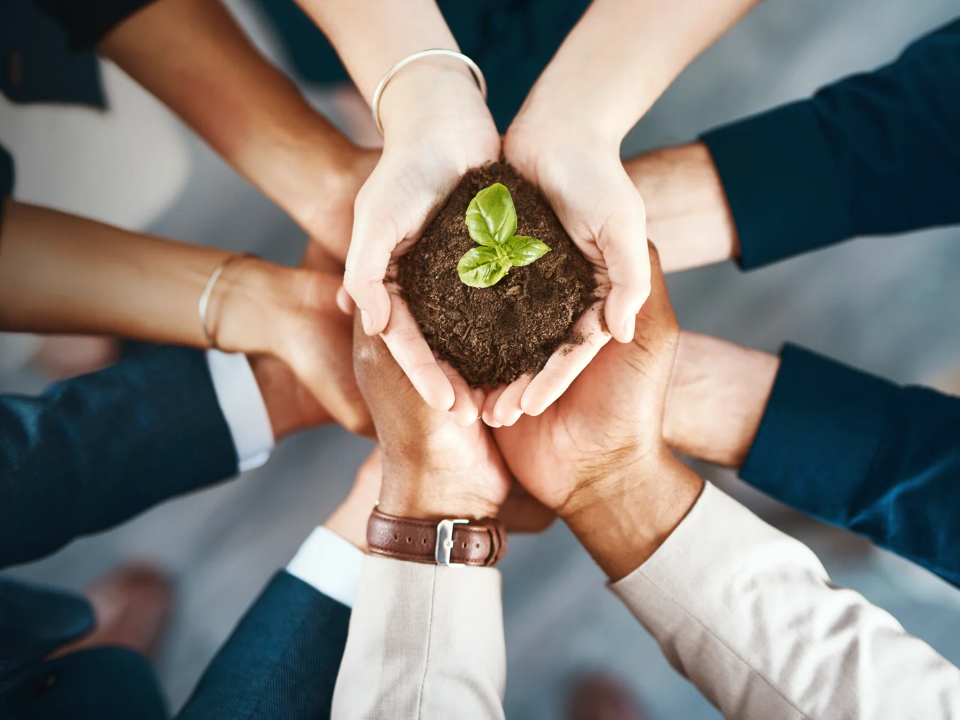 hands together supporting a seedling