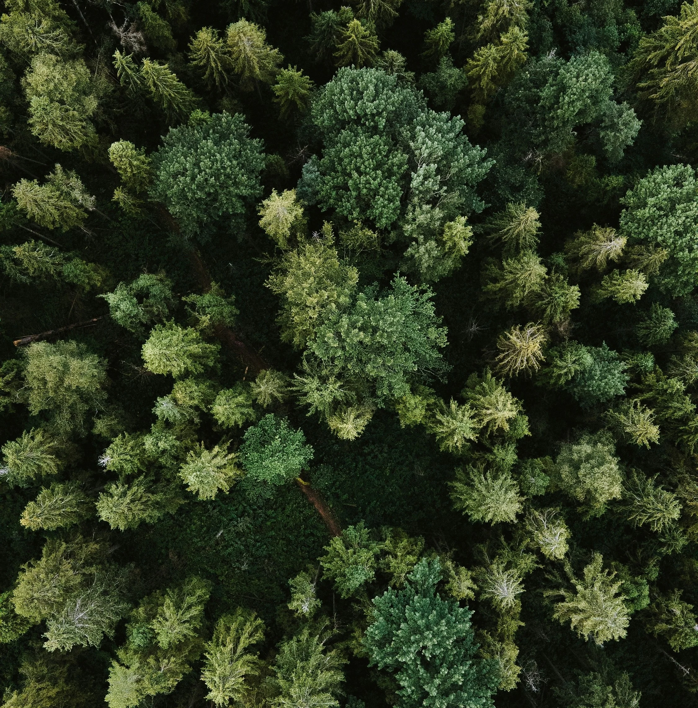 Stock Image - trees birds eye view