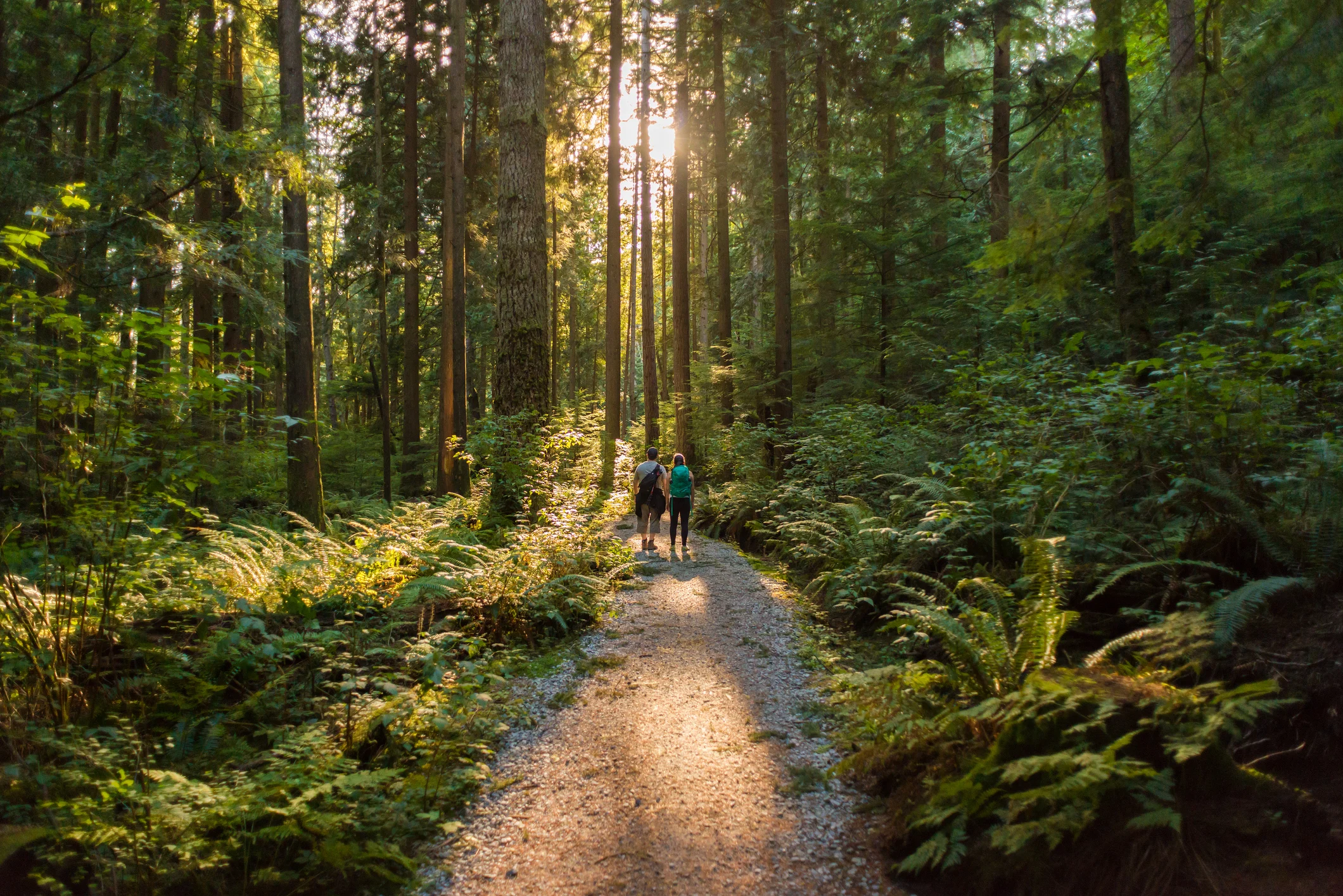 Man and Woman Hikers Admiring Sunbeams Streaming Through Trees - stock photo