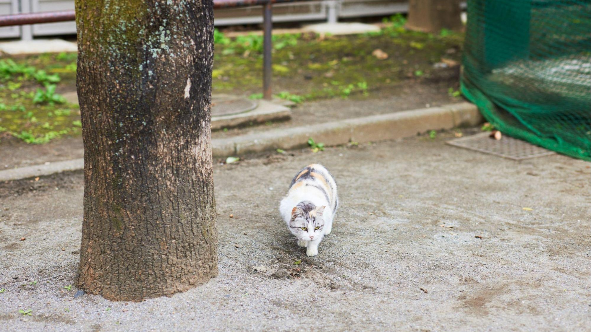 入社して2ヶ月でもう辞めたいーー。うつ病になり休職中の新卒SEの