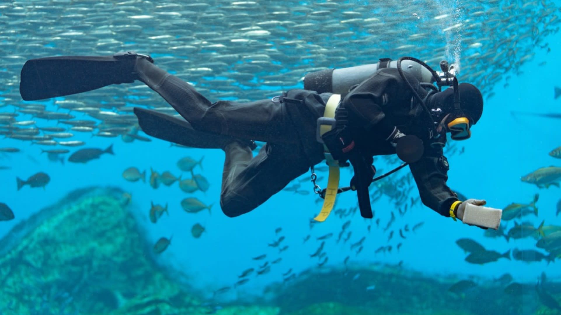 潜水士になるには 仕事内容と年収 Indeed インディード