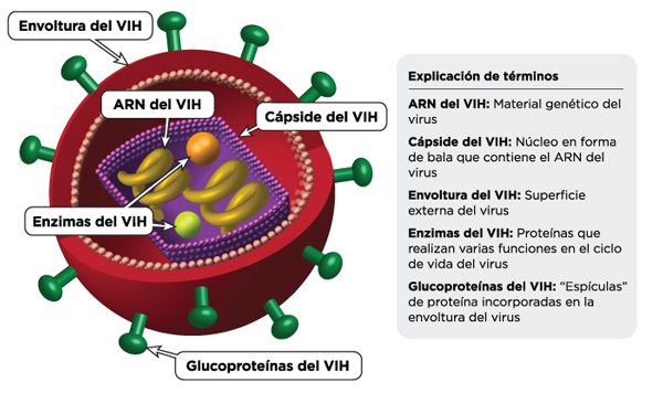 El Ciclo De Vida Del VIH