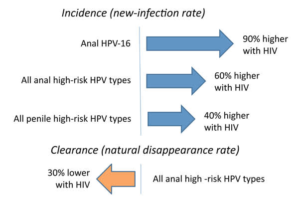 Higher New Anal Hpv Infection And Duration In Gay Men With Versus Without Hiv