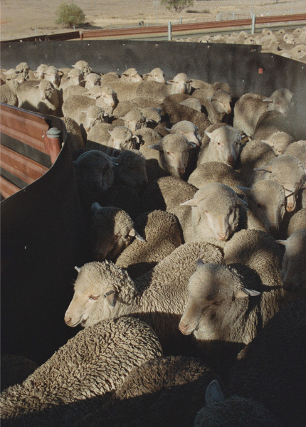 Farm to Fabric Image sheeps