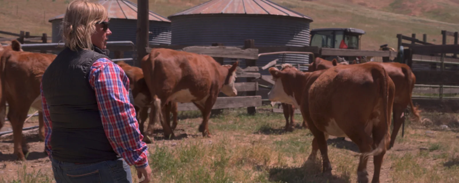 Livestock Brand Inspector webpic