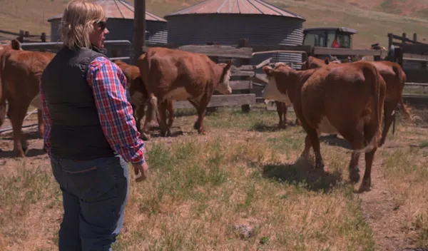 Livestock Brand Inspector webpic