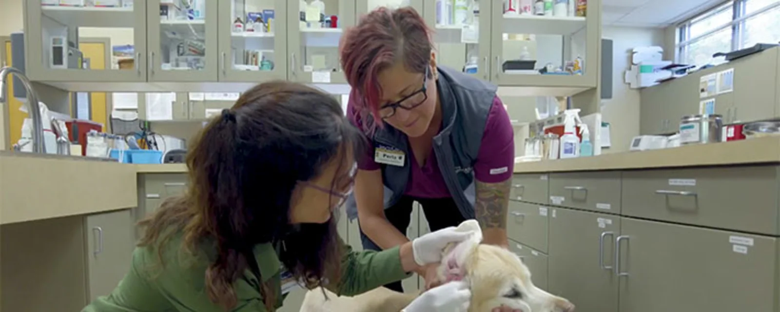 Career - Veterinarian