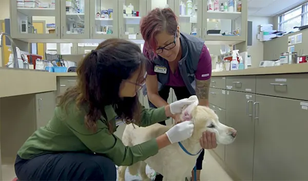 Career - Veterinarian