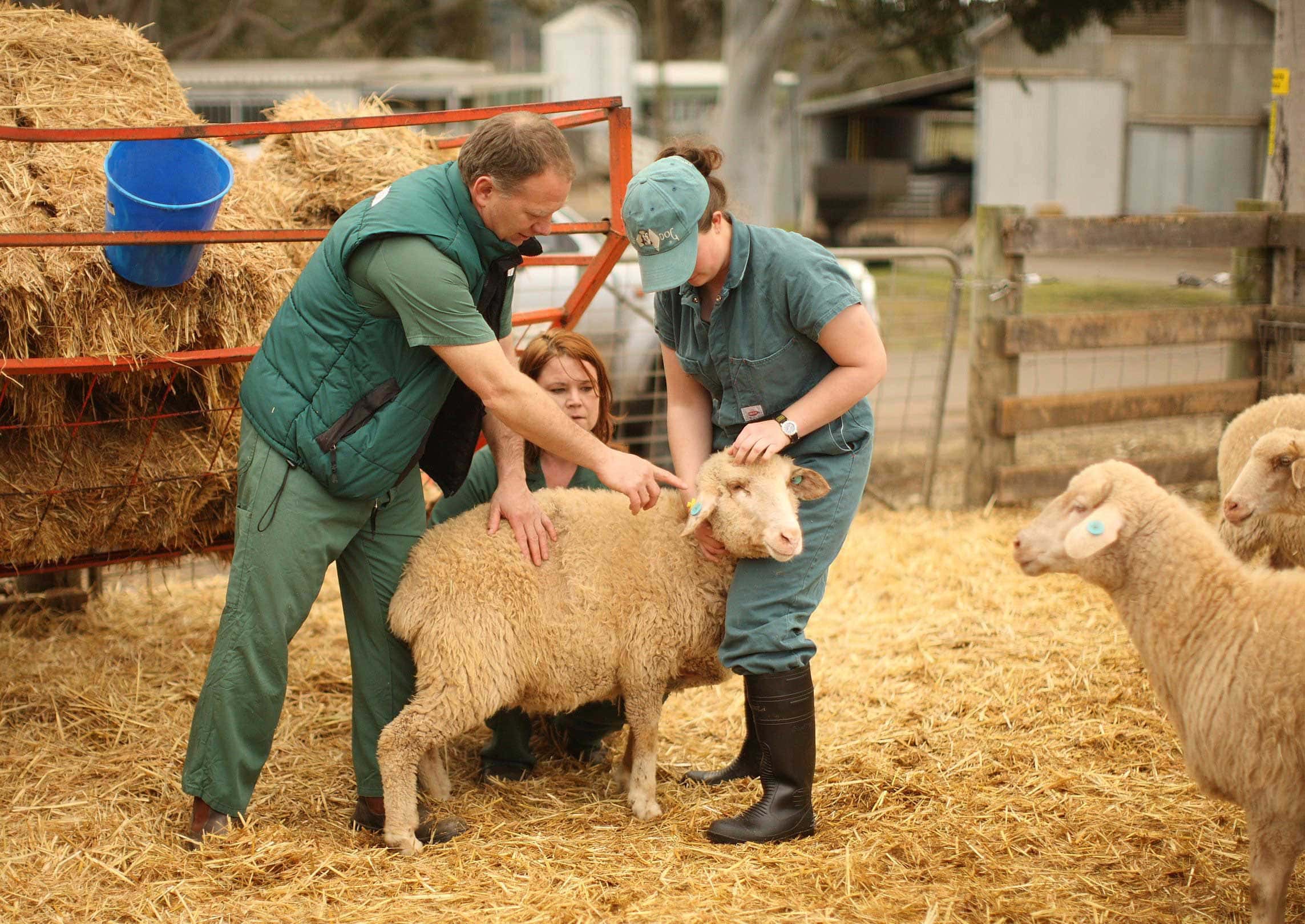 Career - Animal Husbandry Professional
