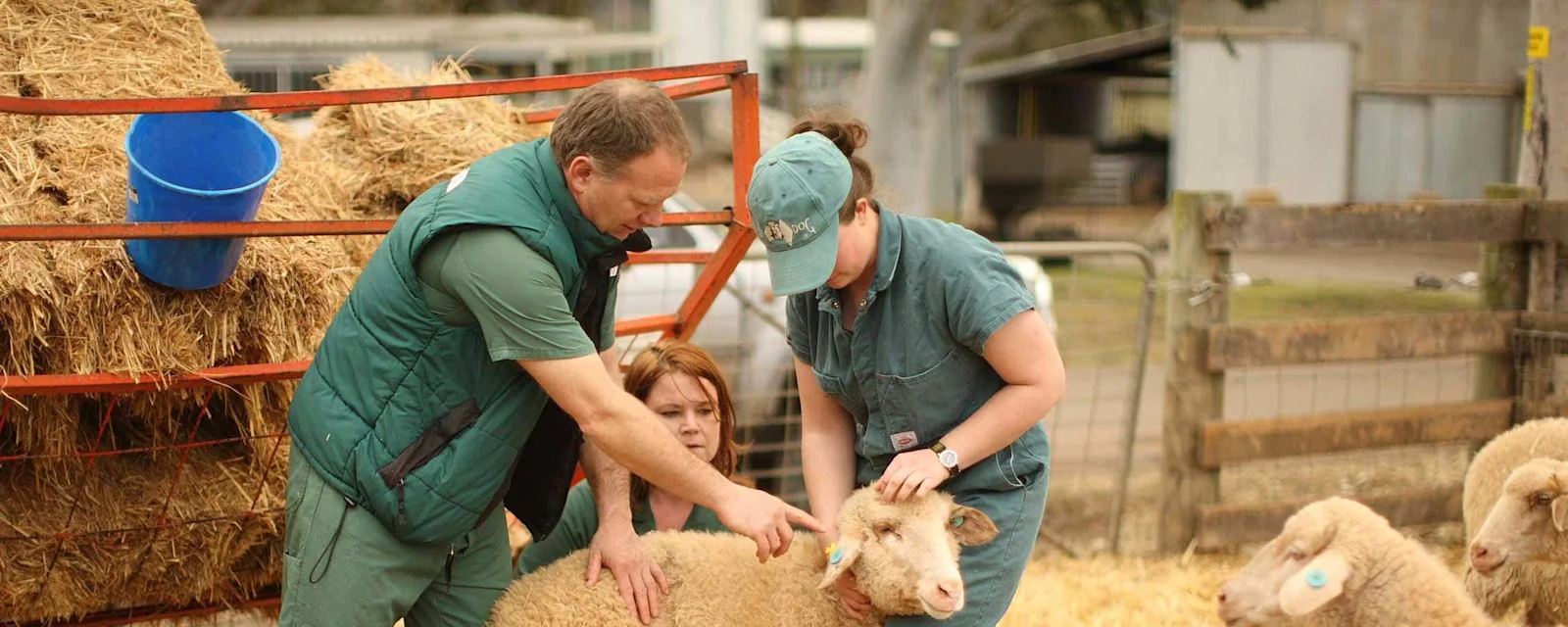 Career - Animal Husbandry Professional