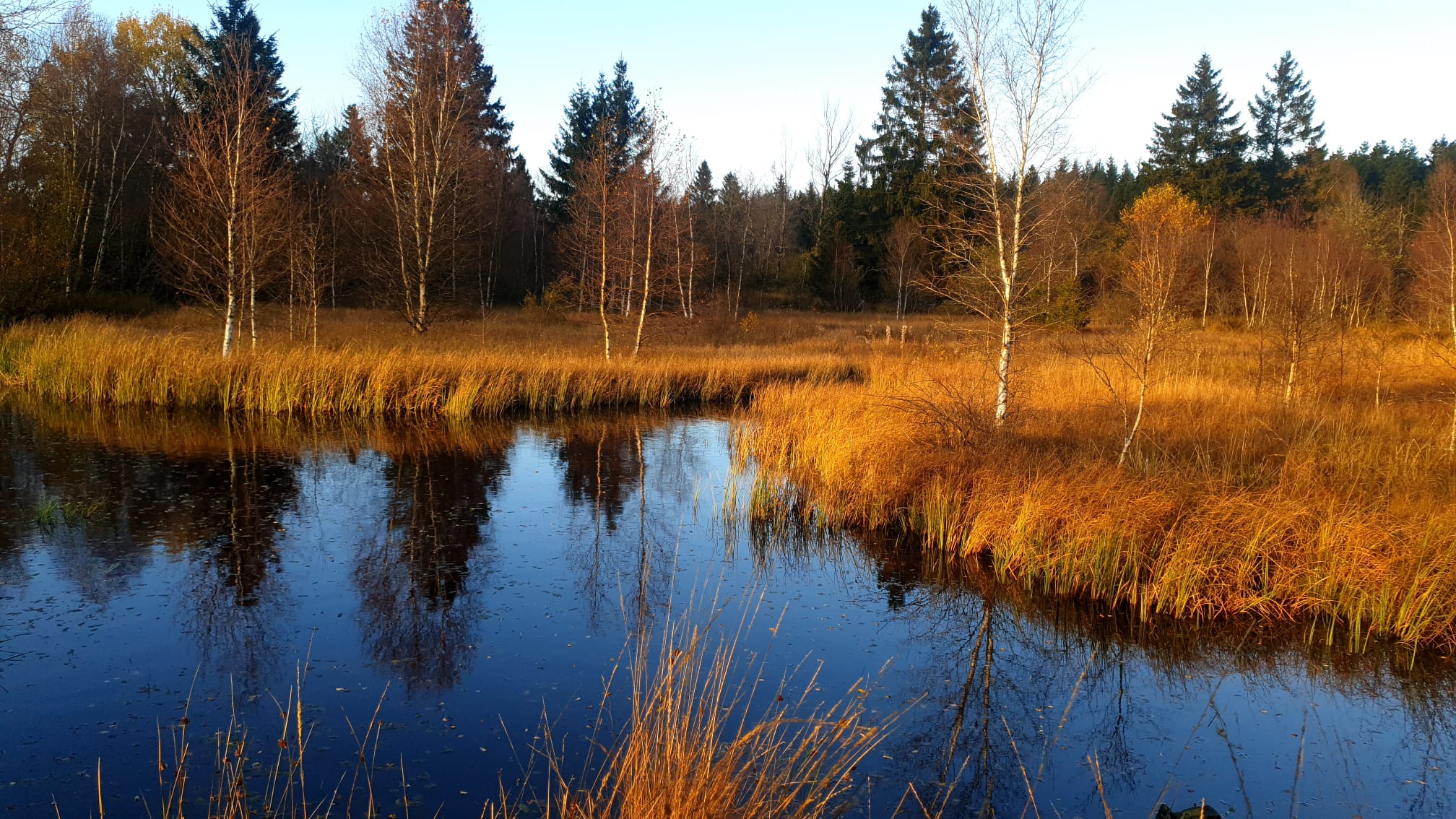Hohes Venn in der Eifel
