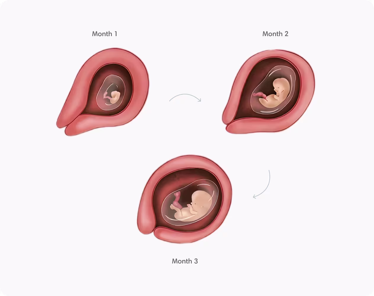 Illustration of fetal development during the first trimester, showing Month 1, Month 2, and Month 3 growth. Illustration of fetal development during the first trimester, showing Month 1, Month 2, and Month 3 growth.