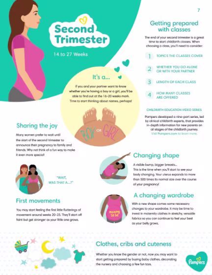 Second Trimester