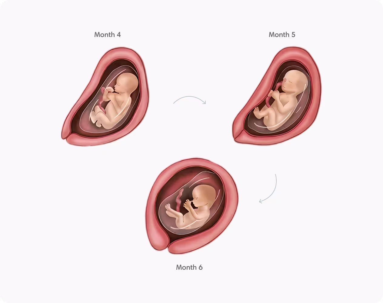 Illustration of fetal development during months 4, 5, and 6 of the second trimester, showing growth. Illustration of fetal development during months 4, 5, and 6 of the second trimester, showing growth.
