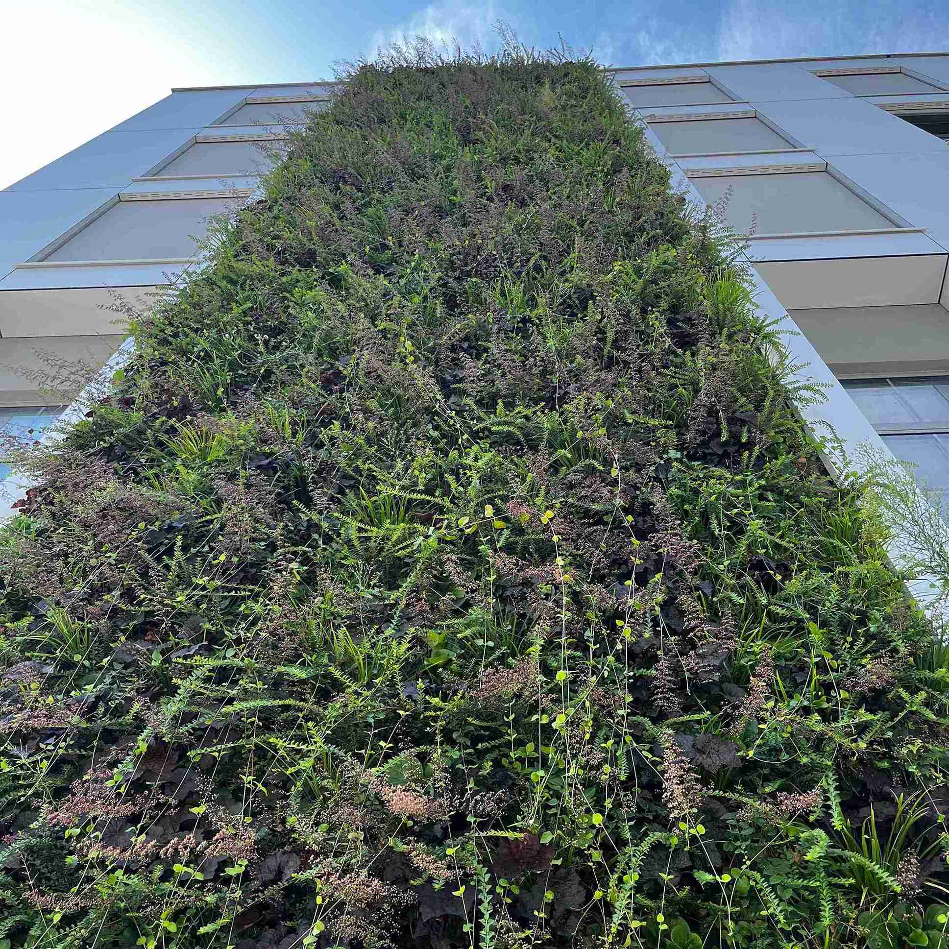 Living green wall