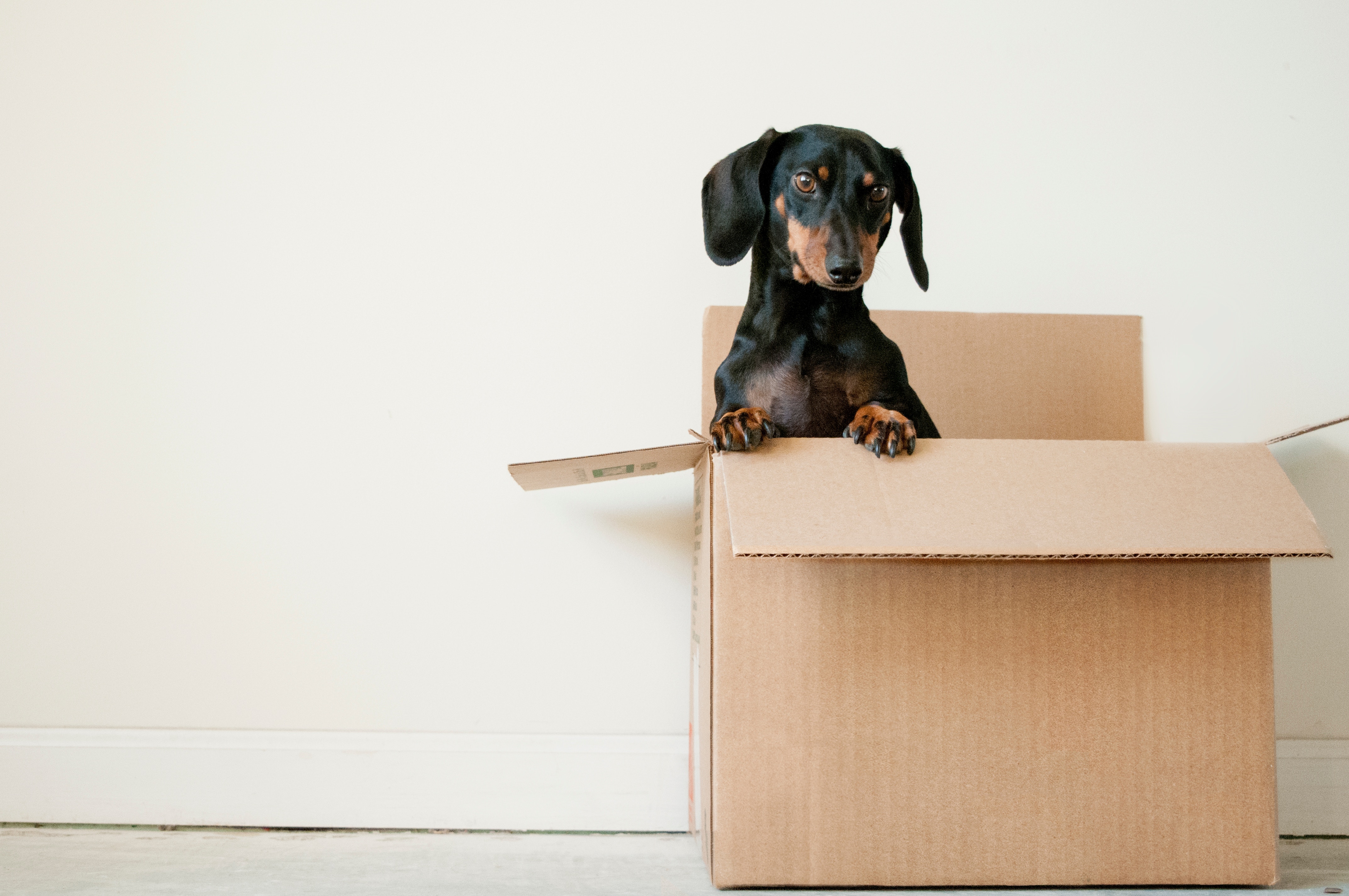 moving-packing-moveout-checklist-daschound
