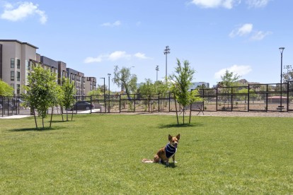 camden tempe apartments tempe az dog park with trees