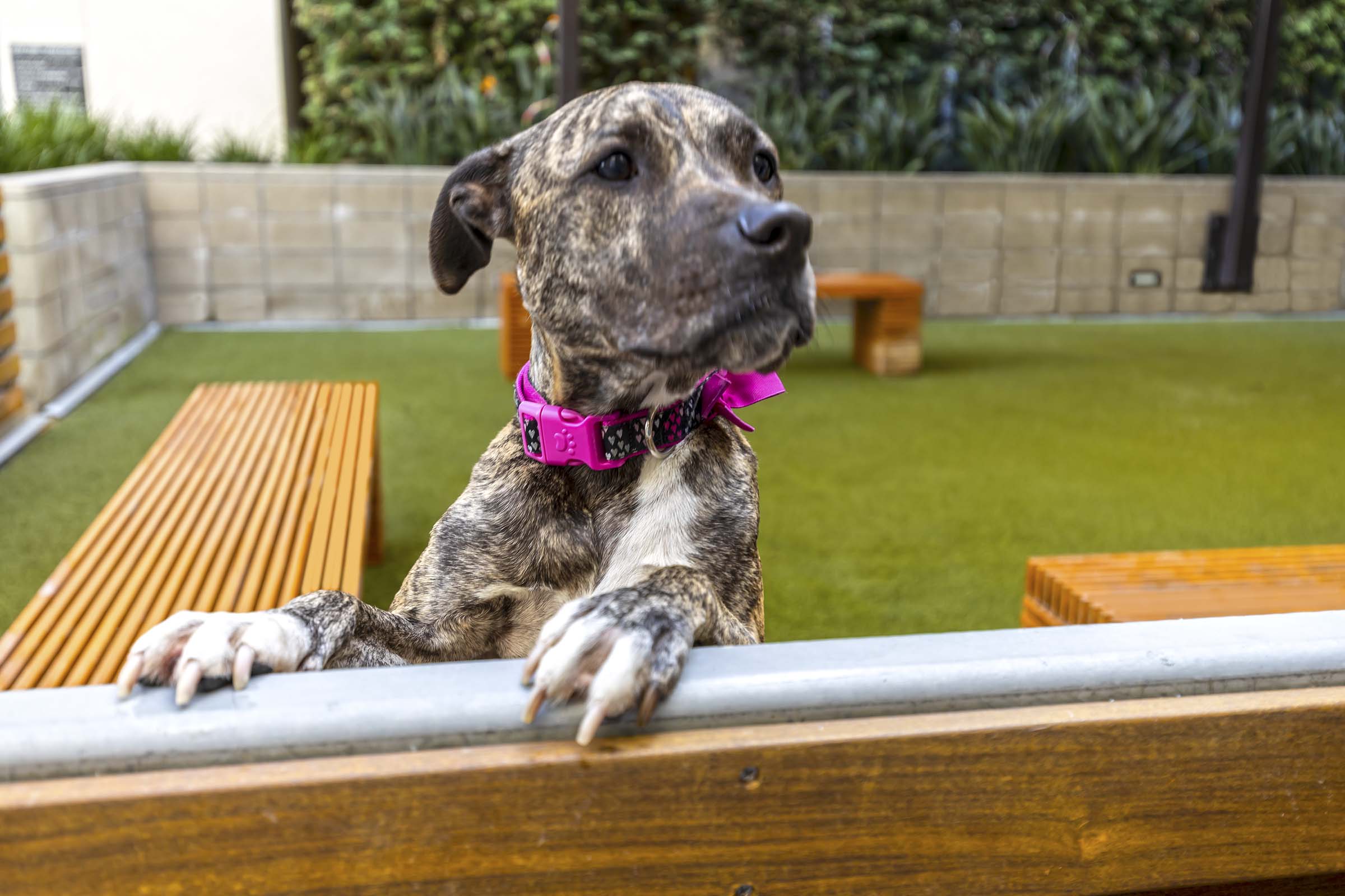 Private off leash dog park with turf and benches