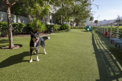 Dog park with agility course