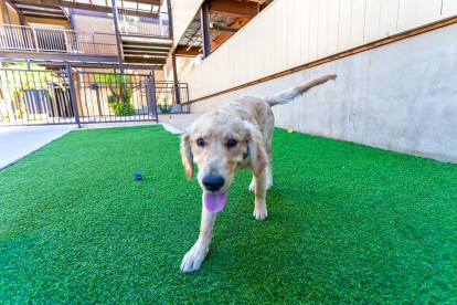 Private off leash dog park