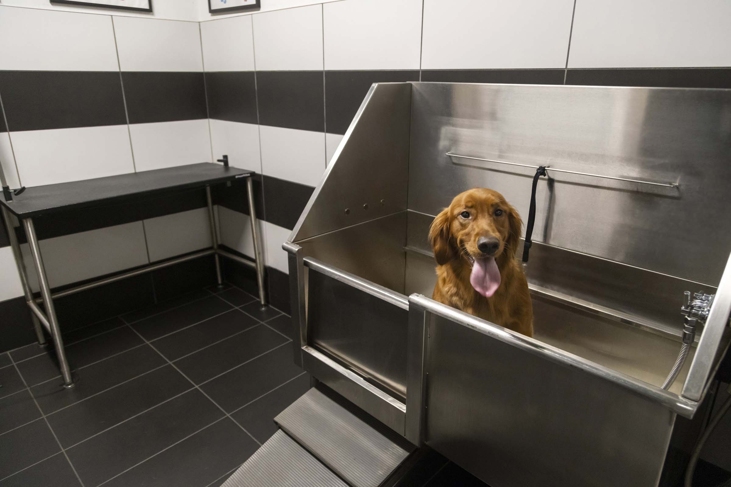 Paw spa with pet grooming station at Camden Southline apartments in Charlotte, NC