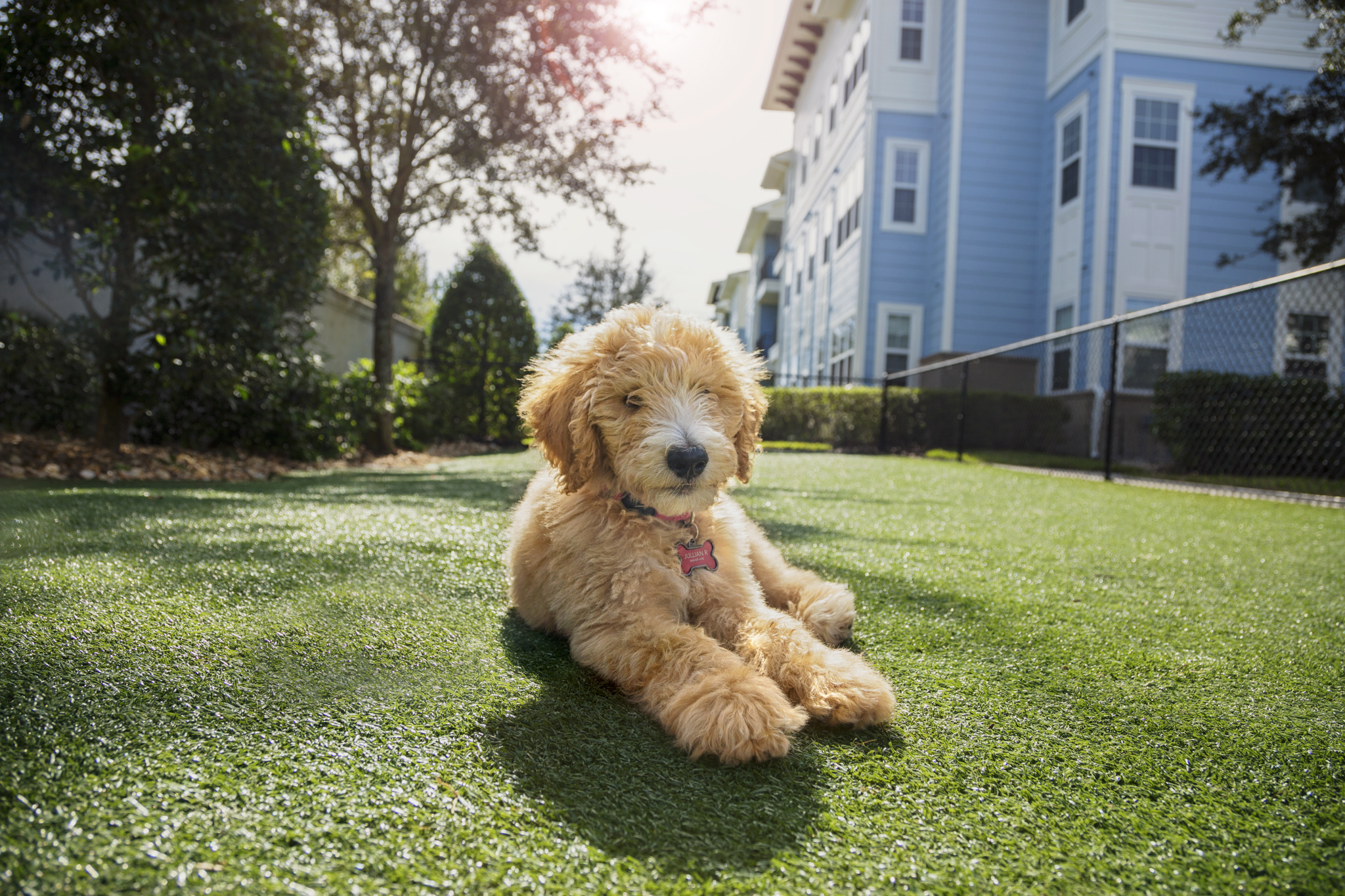 dog_owner_Camden_lavina_orlando_florida_apartments_dog_park