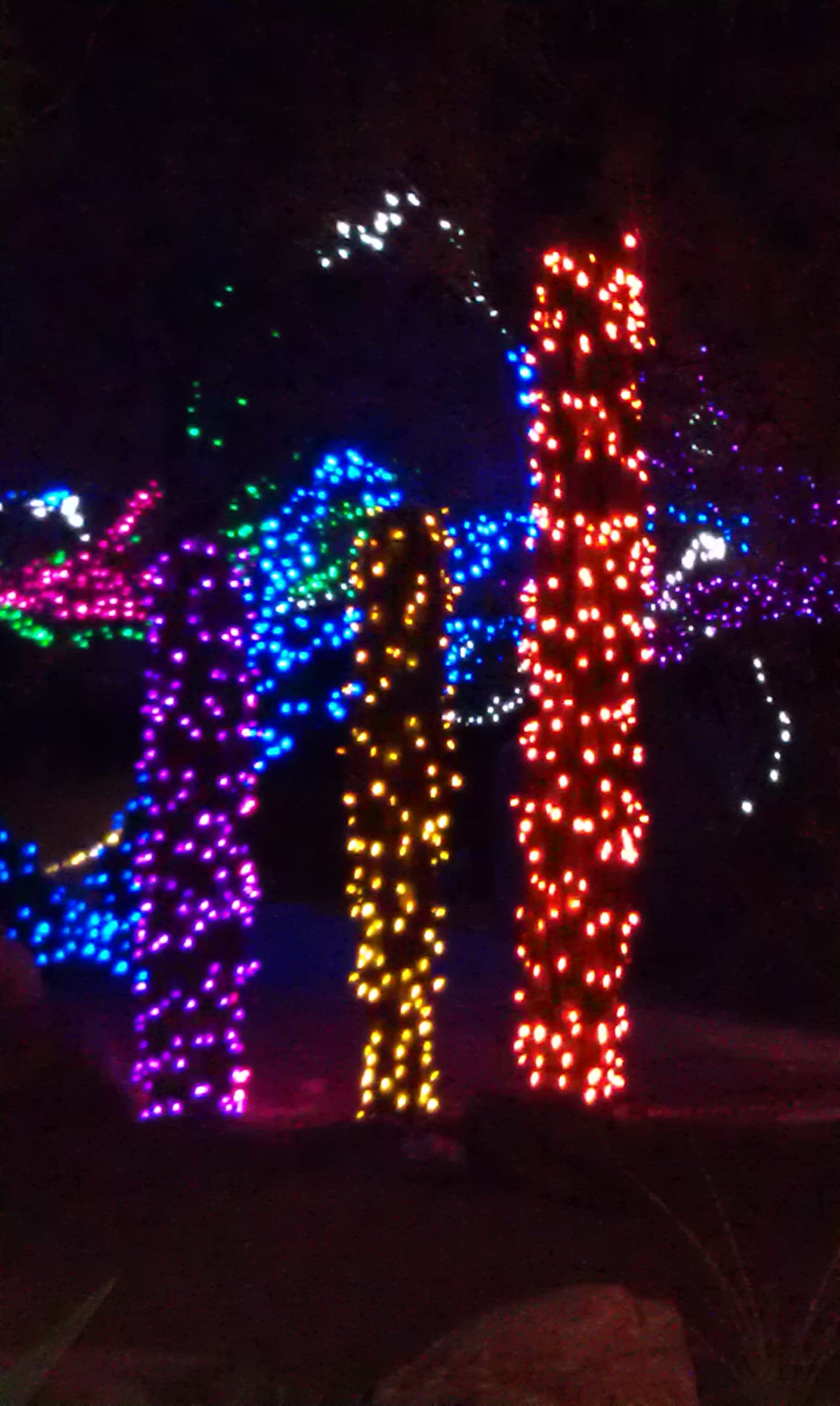 Saguaros light up the night