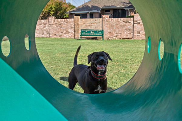 Dog model in the dog park agility equipment at Camden Legacy Creek