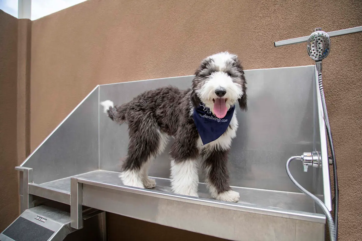Dog washing station at Camden North End.