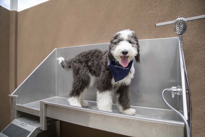 Private on-site dog washing station