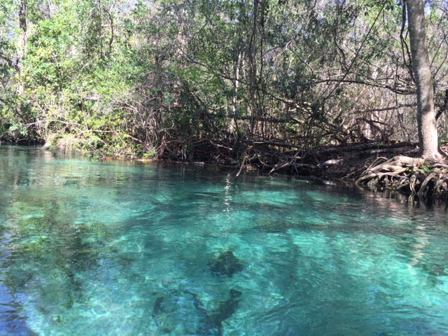 Blue water at Weeki Wachee River