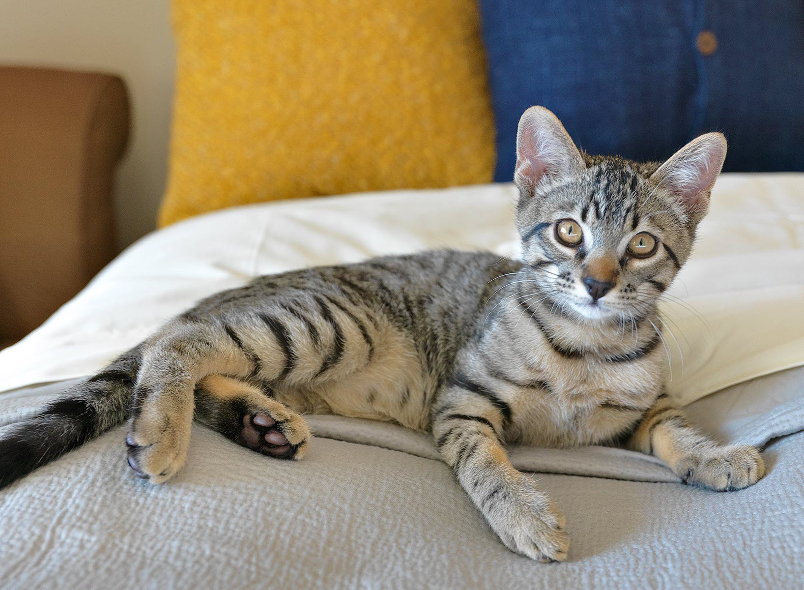 Cat sitting on a bed at a Camden apartment