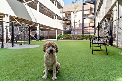 Private Fenced-In Dog Park at Camden Greenway Apartments in Houston, Tx