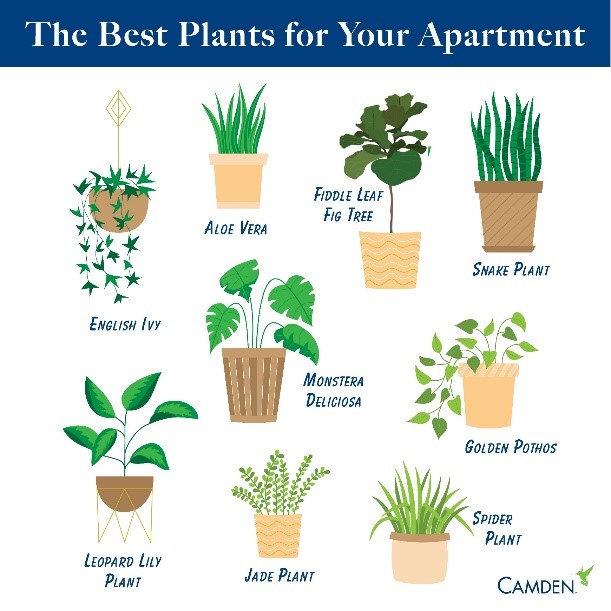 camden_apartment_plant_ideas.jpg