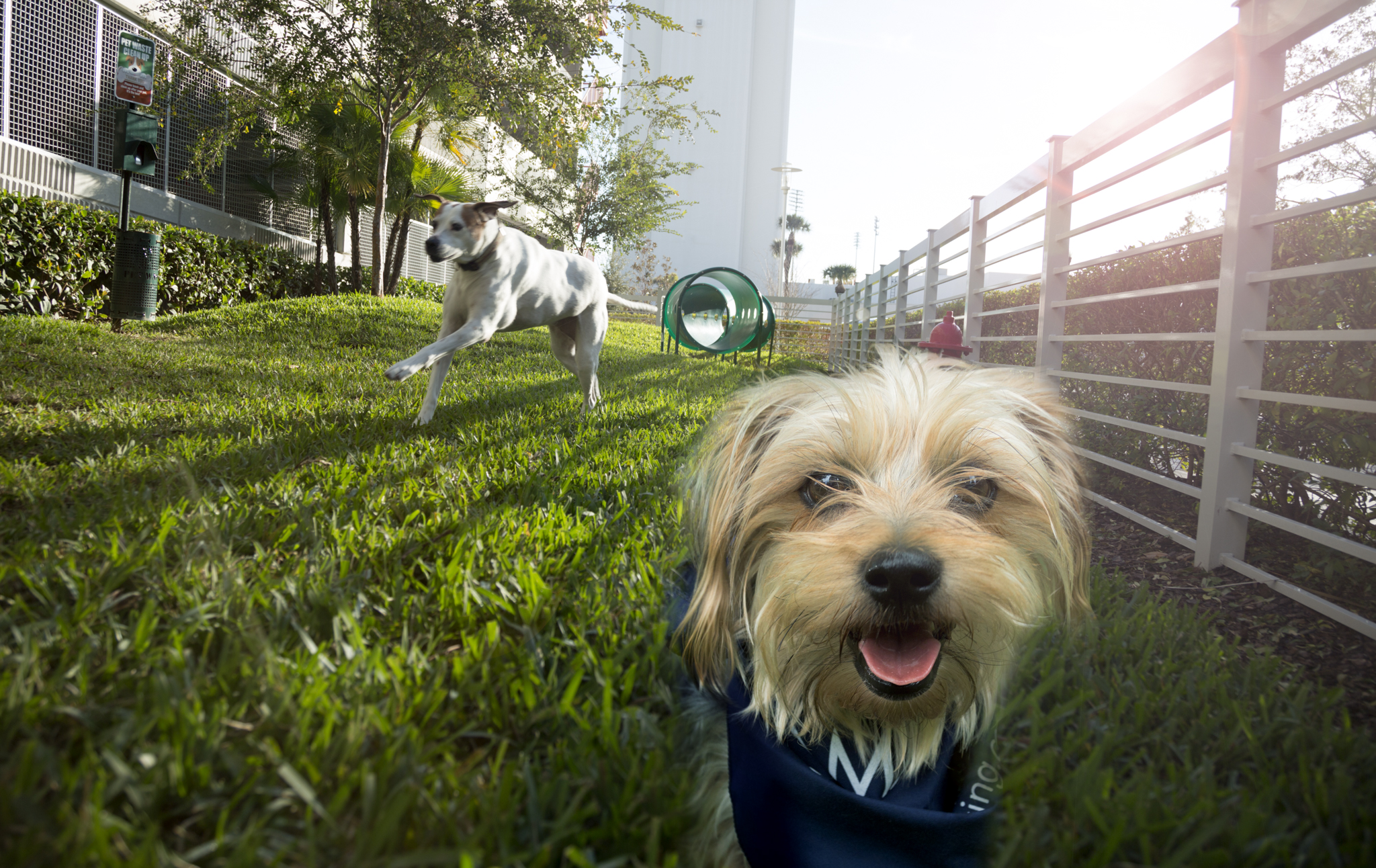 dog-owner-camden-pier-district-apartments-st_petersburg-florida-dog-park