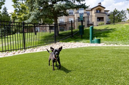 Dog park pet friendly community at Camden Denver West Apartments in Golden, CO