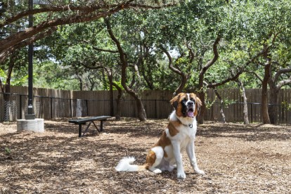 Shaded onsite dog park with seating at Camden Brushy Creek in Austin, TX