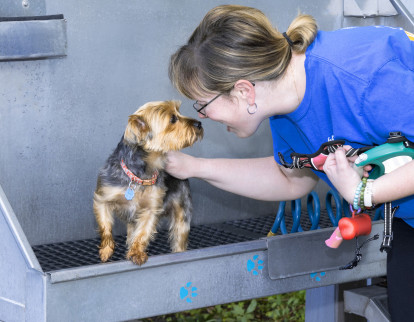 No more using your bathtub to wash your dog. A trip to the pet grooming station will make both of you happy. 