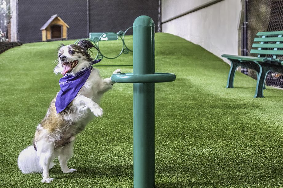 Happy pup at Camden Buckhead