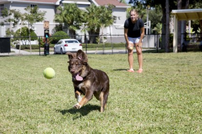 Large dog park and play area