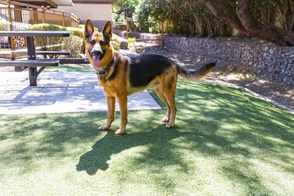 Private offleash dog park with seating area