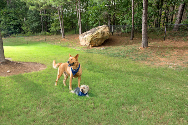Dog park
