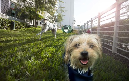 Happy dogs at dog park