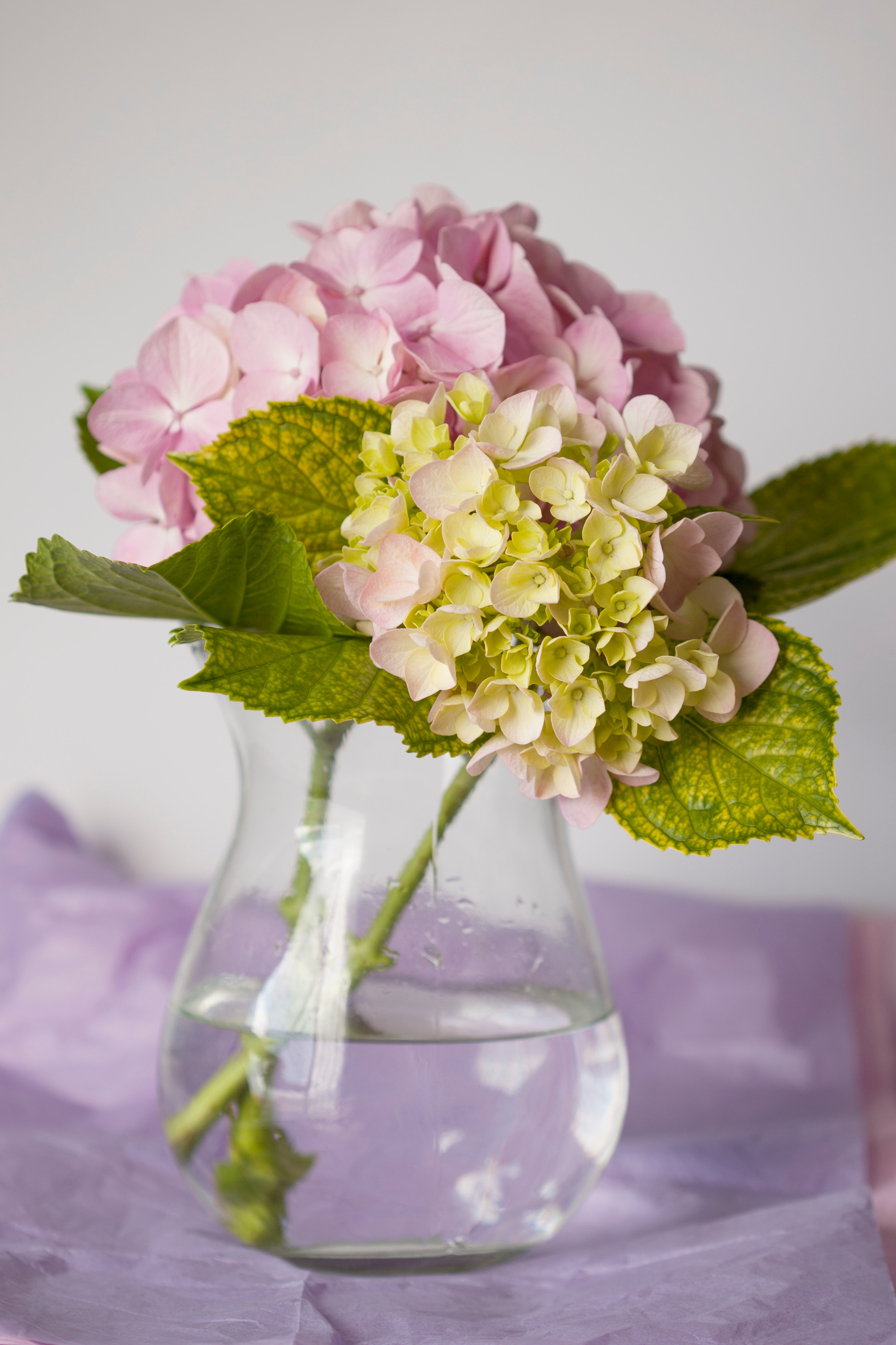 Hydrangeas in a lovely vase